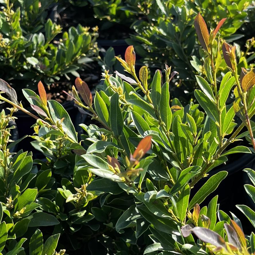 Distylium Coppertone