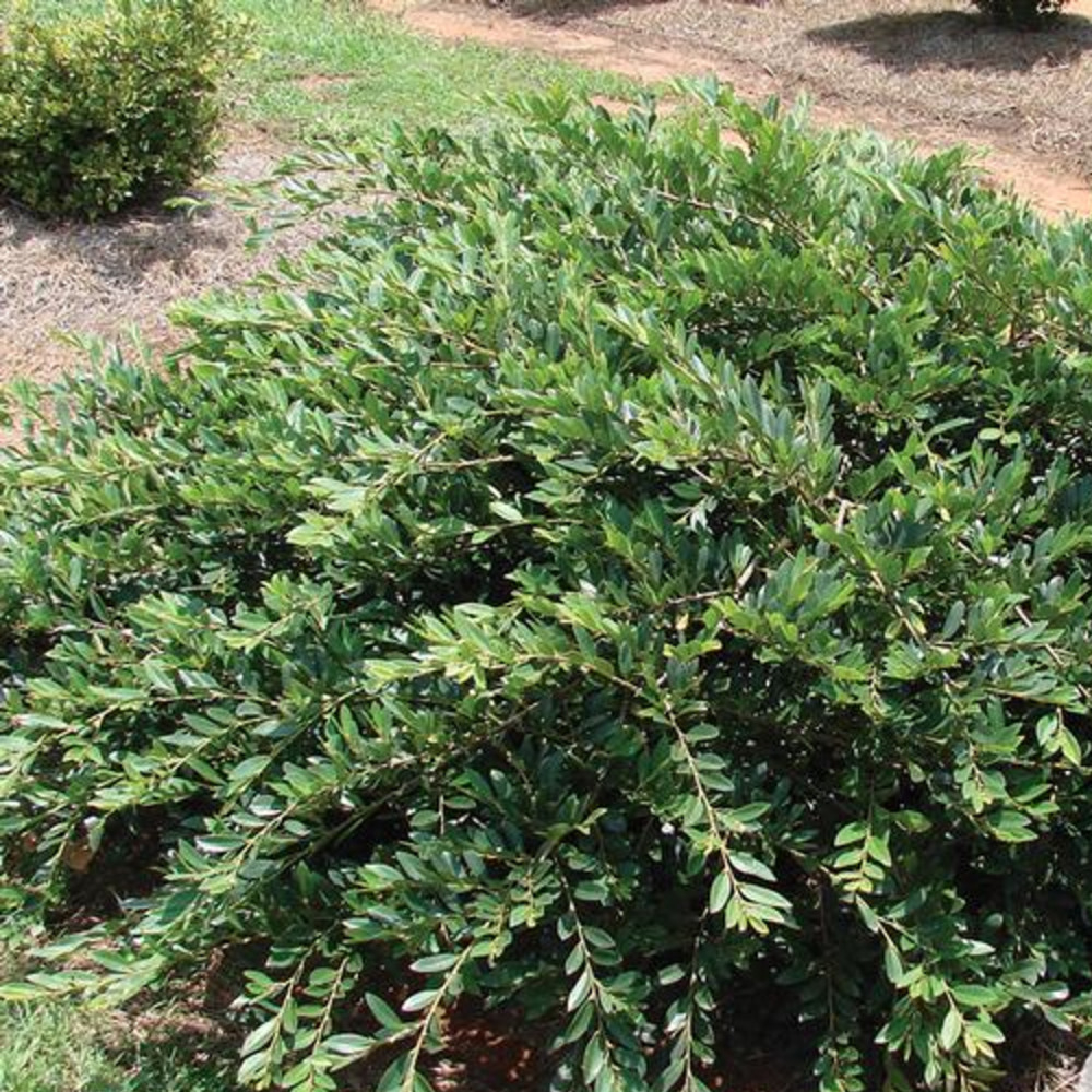 Distylium Vintage Jade