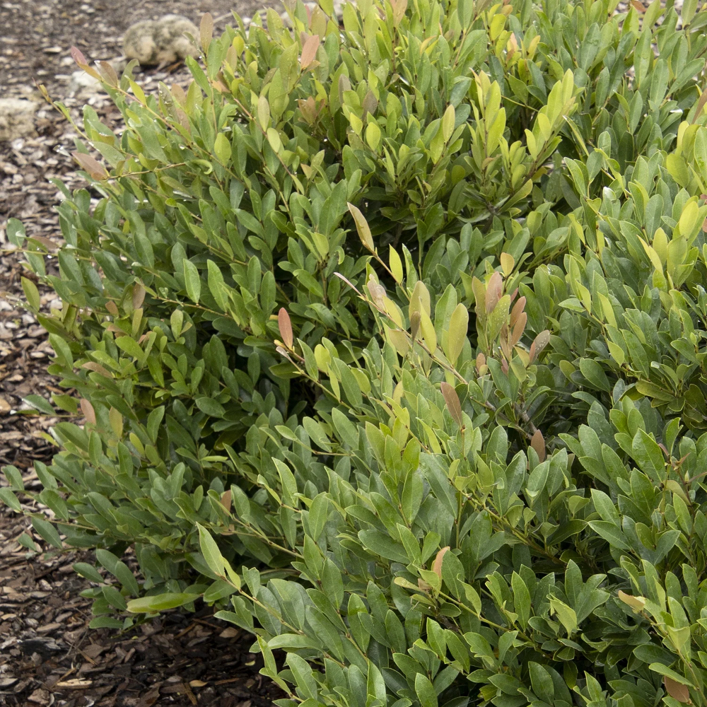 Distylium Blue Cascade