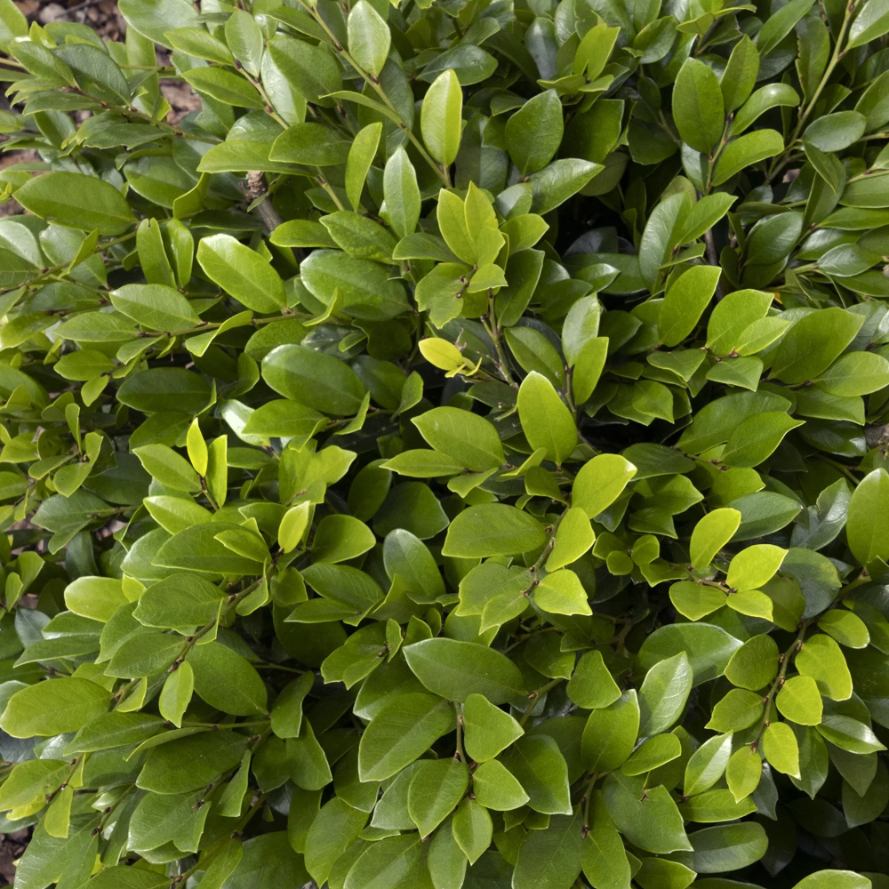 Distylium Emerald Heights