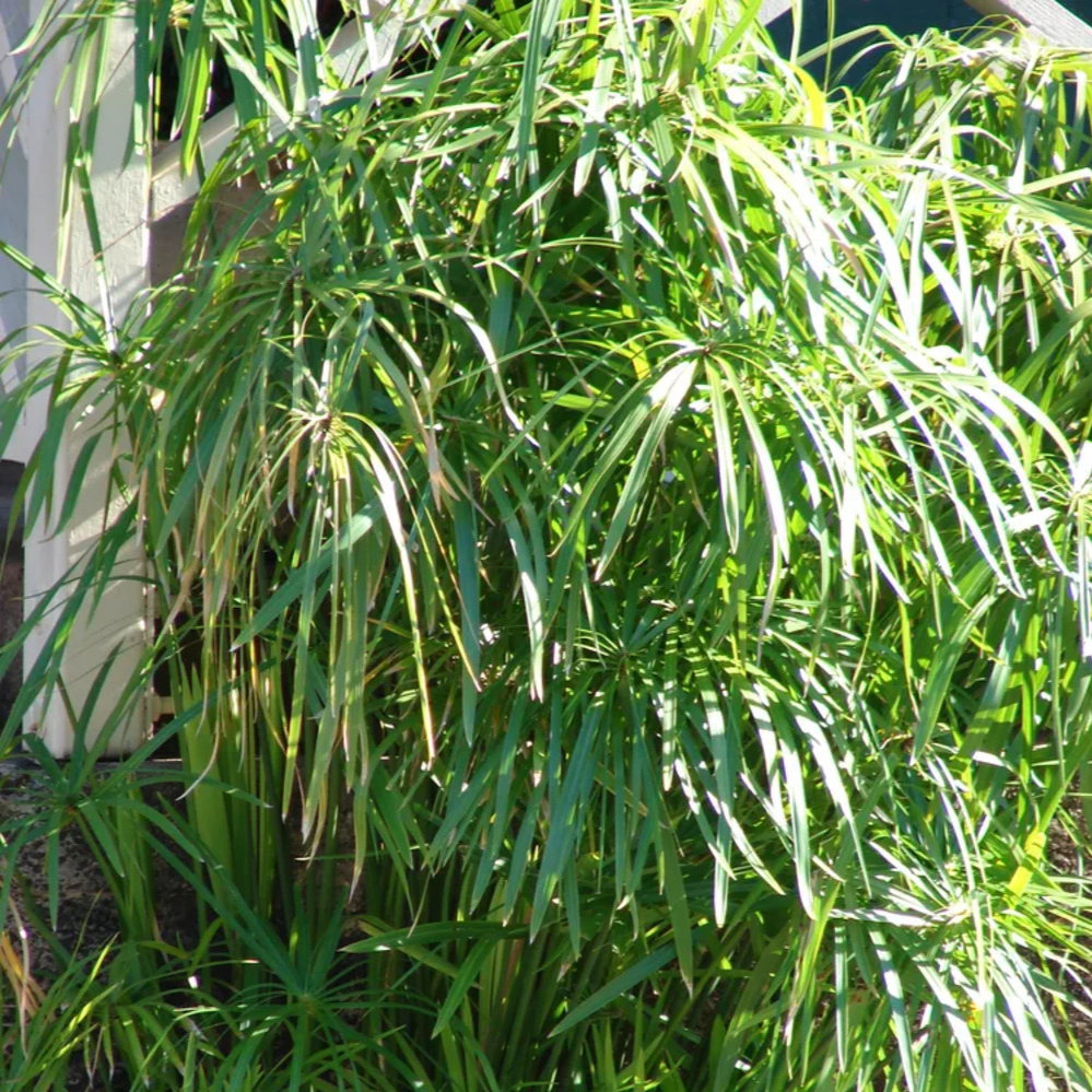 Dwarf Umbrella Palm