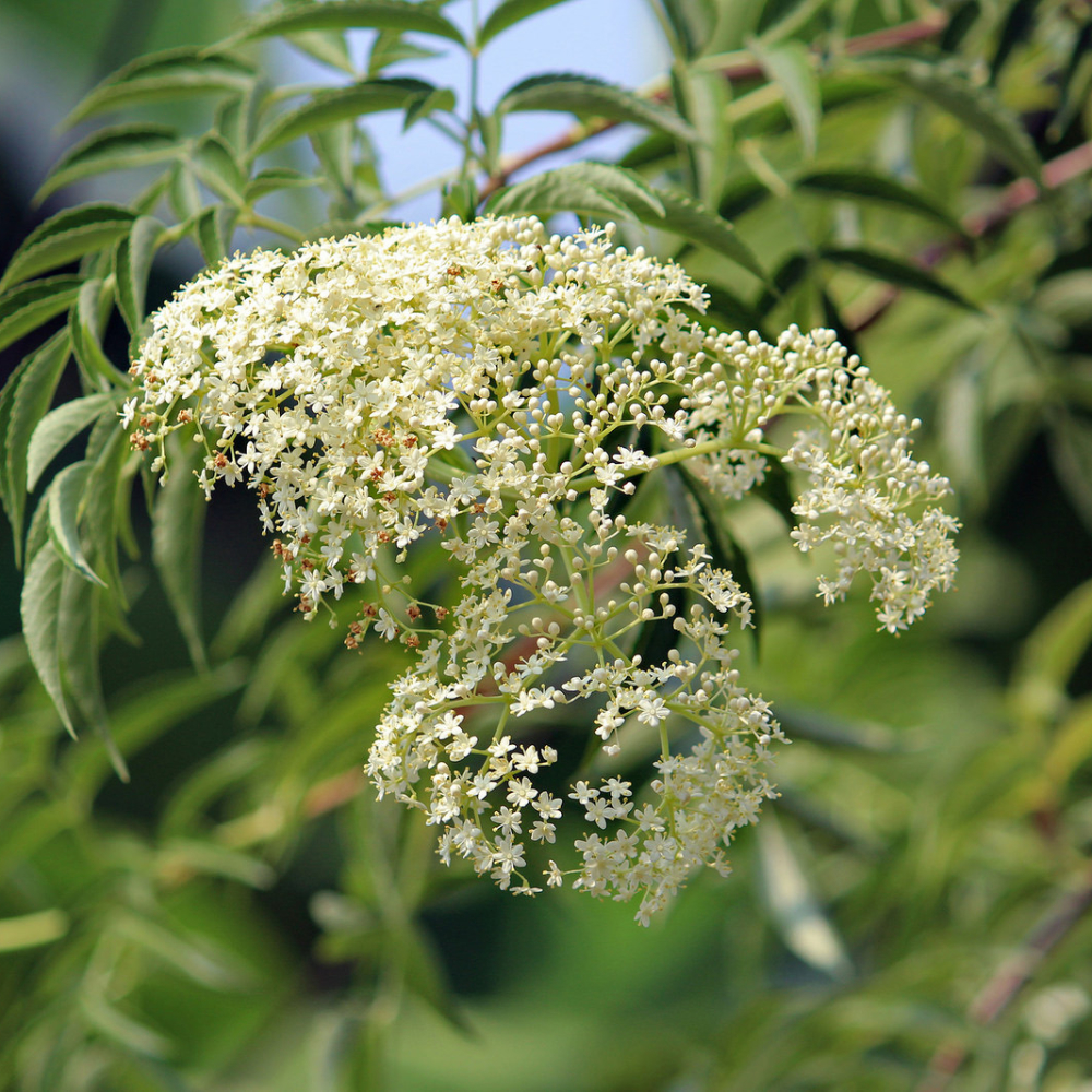 Elderberry