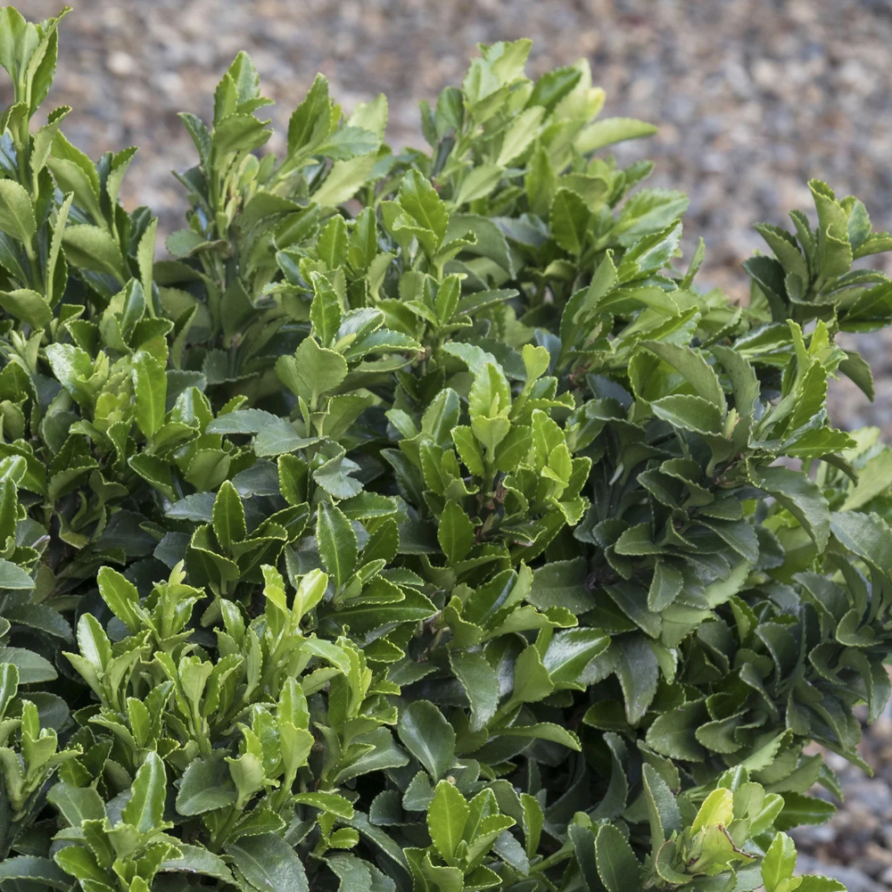 Euonymus Boxleaf