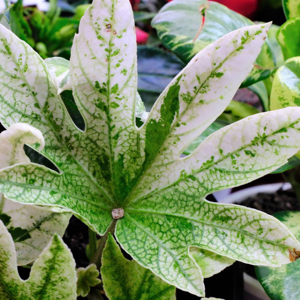 Fatsia ‘Spider Web’