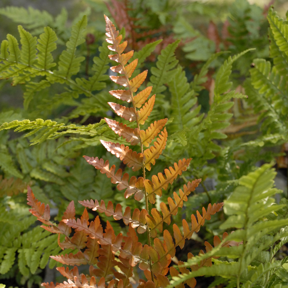 Fern Autumn
