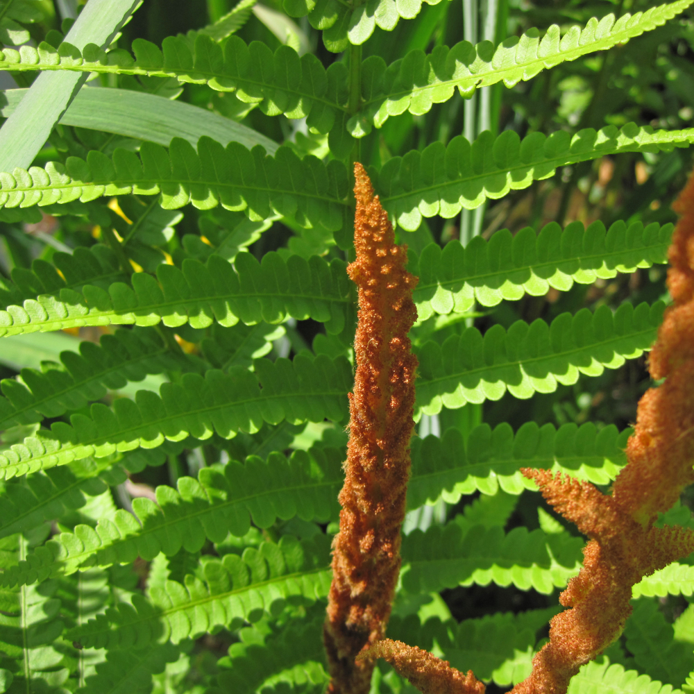 Fern Cinnamon