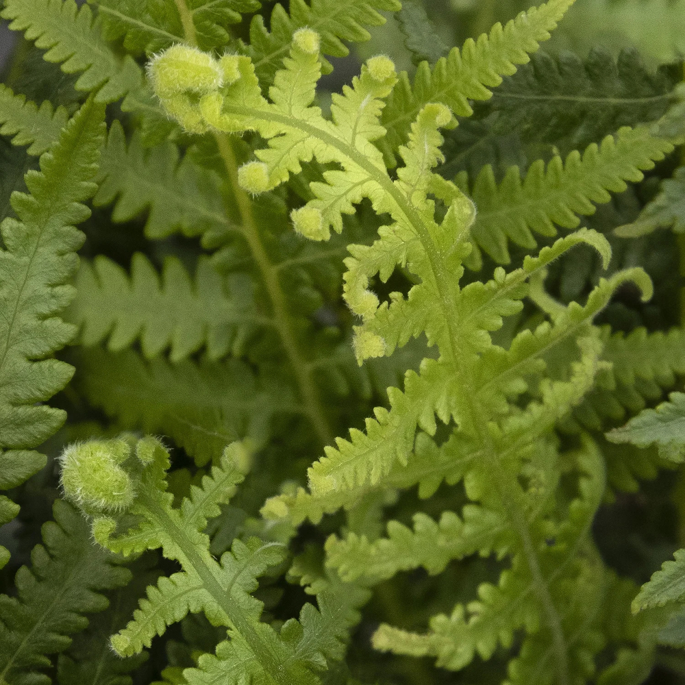 Fern Japanese Beech