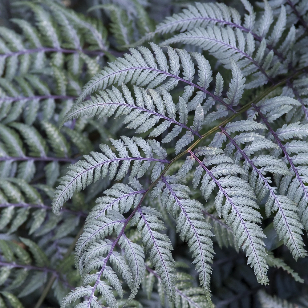 Fern Painted Japanese