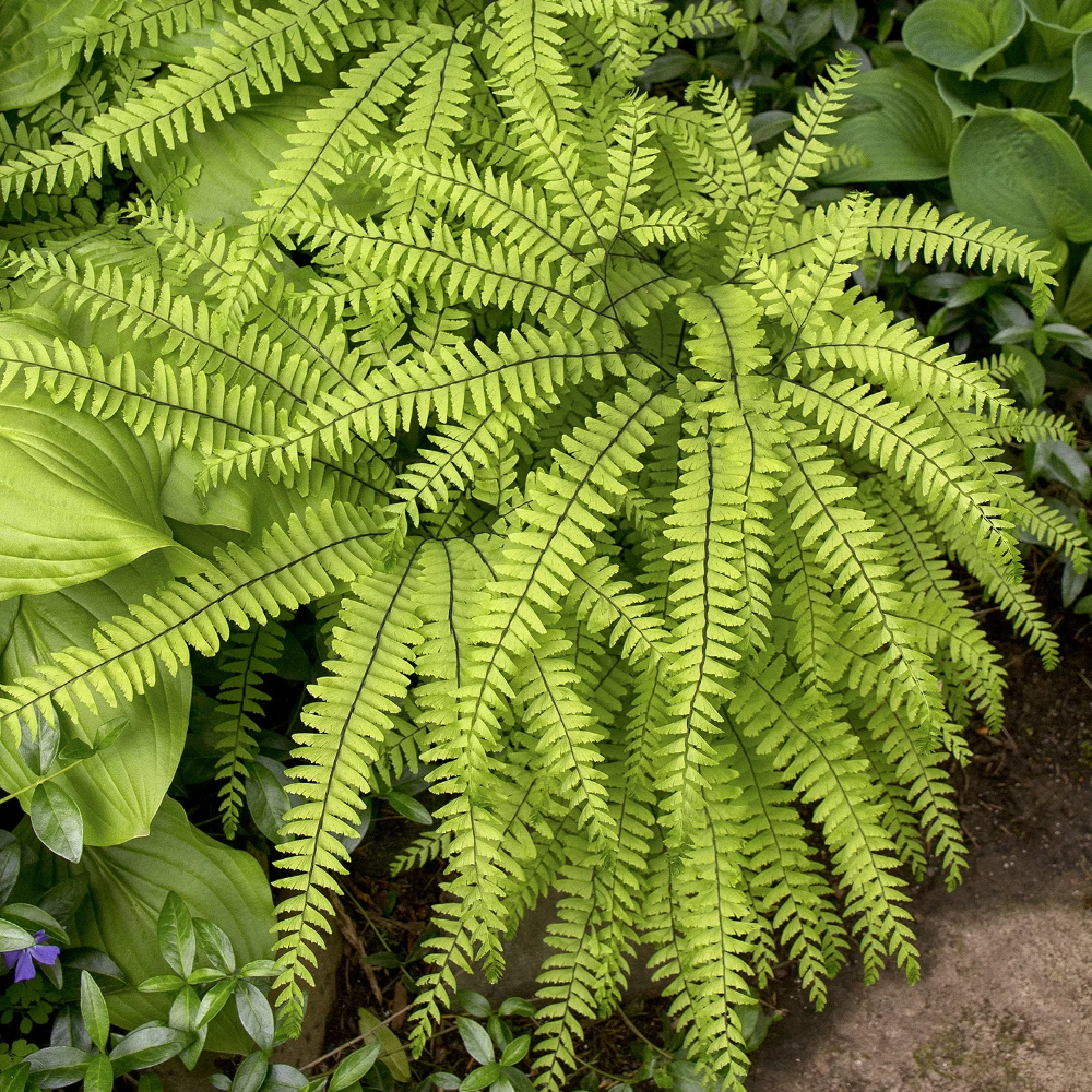 Fern Maidenhair American