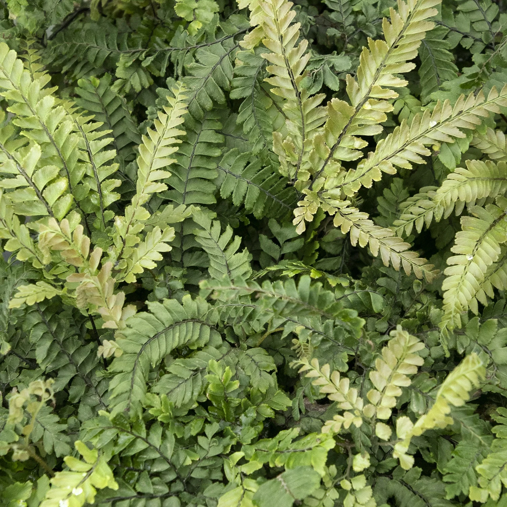 Fern Rosy Maidenhair