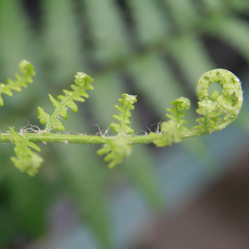 Fern Southern Shield