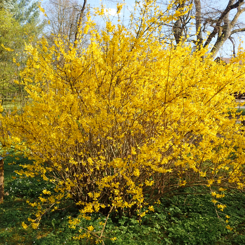 Forsythia Lynwood Gold