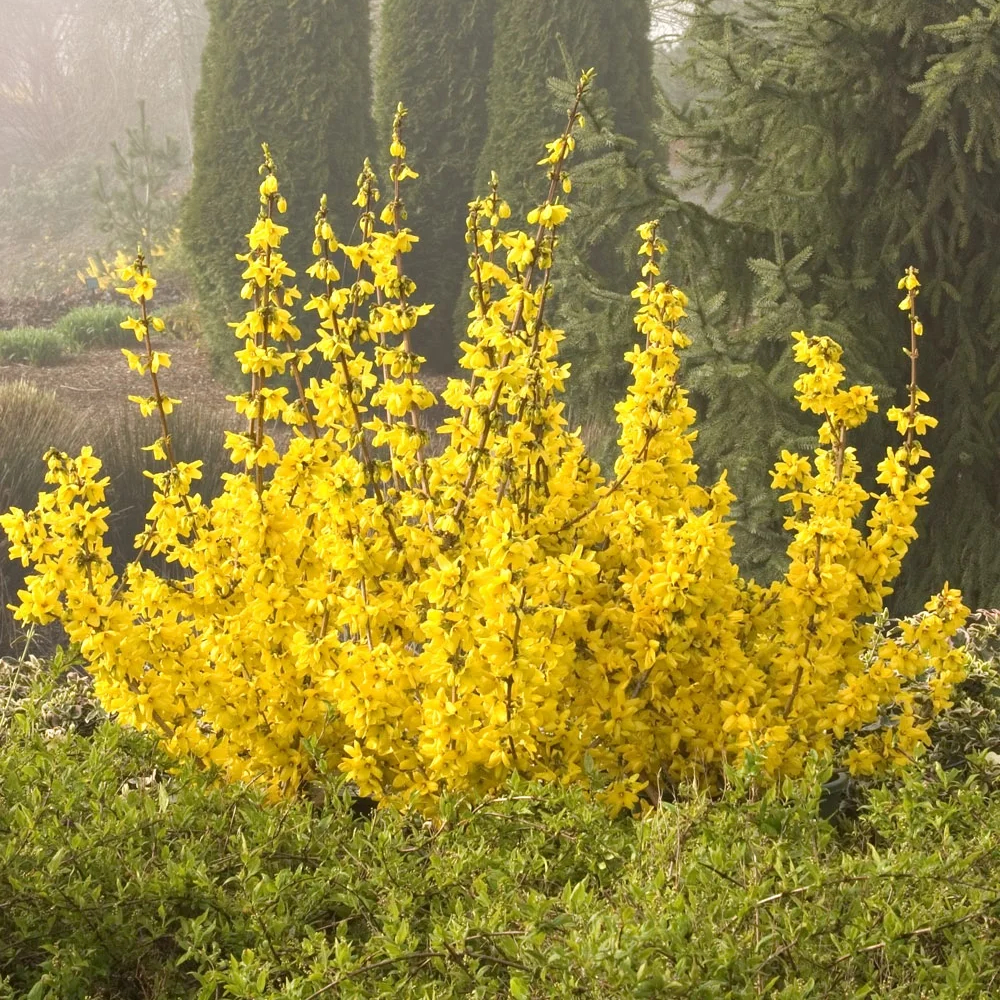 Forsythia Magical Gold