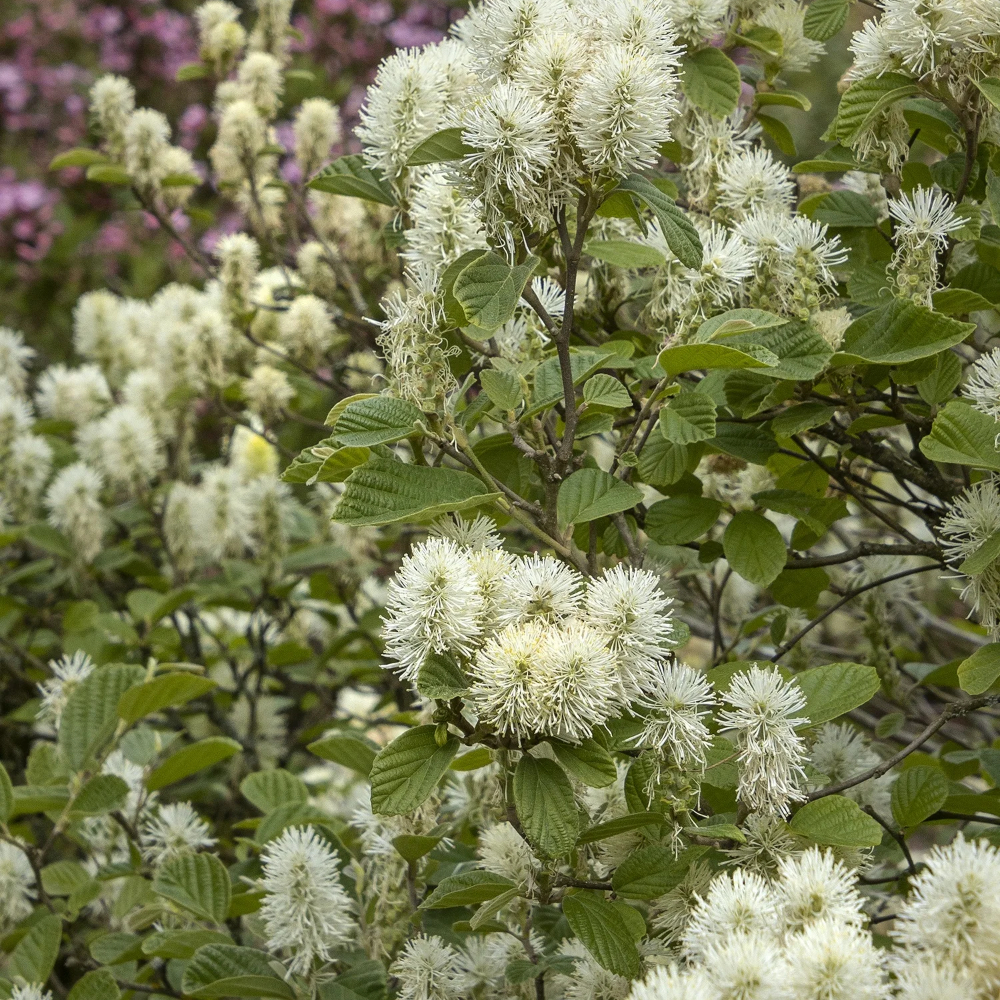 Fothergilla Mt Airy