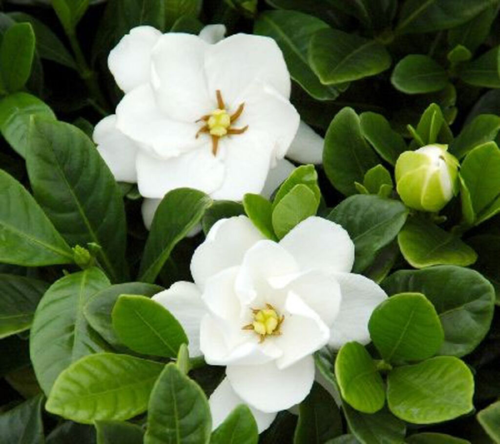 Gardenia Buttons