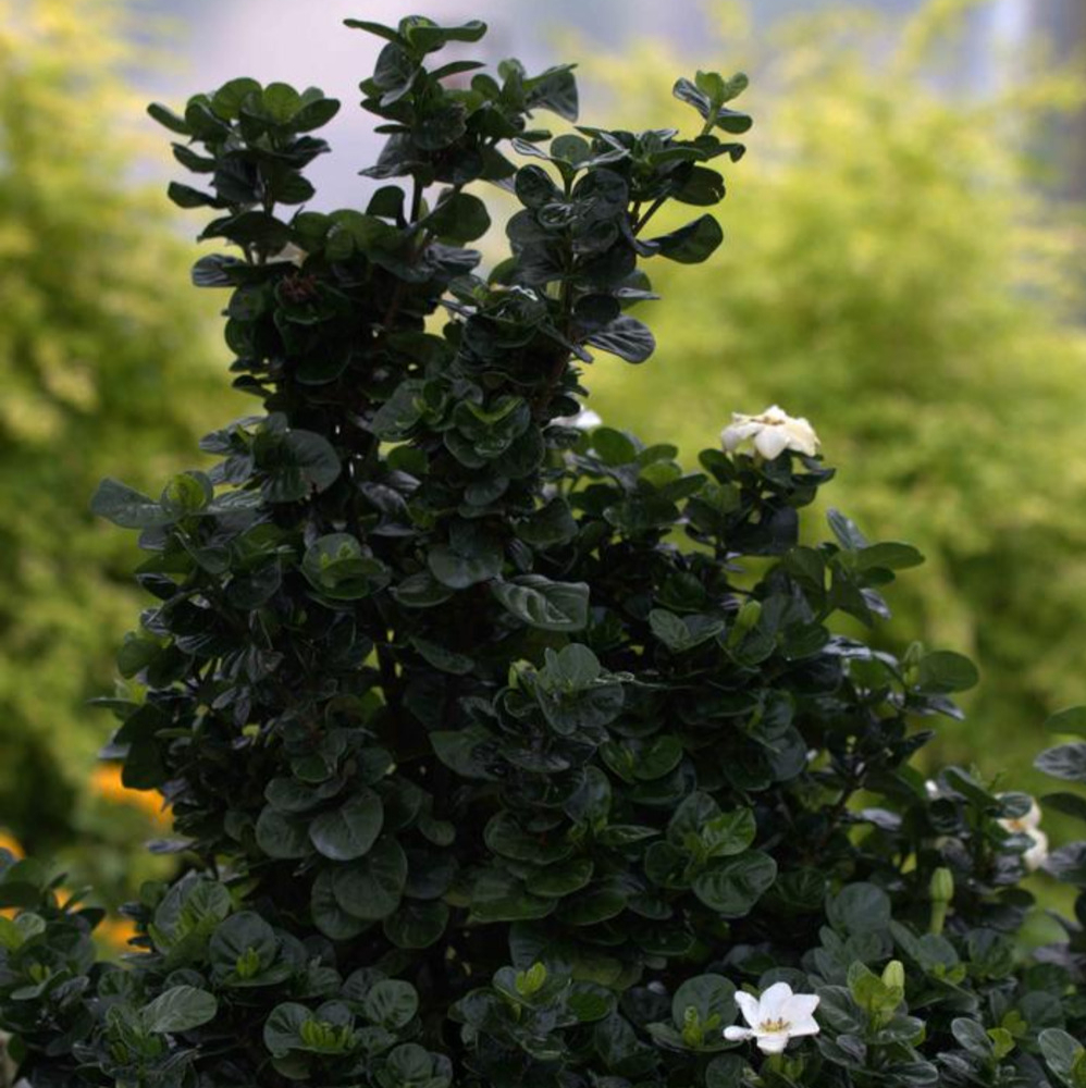 Gardenia Diamond Spire