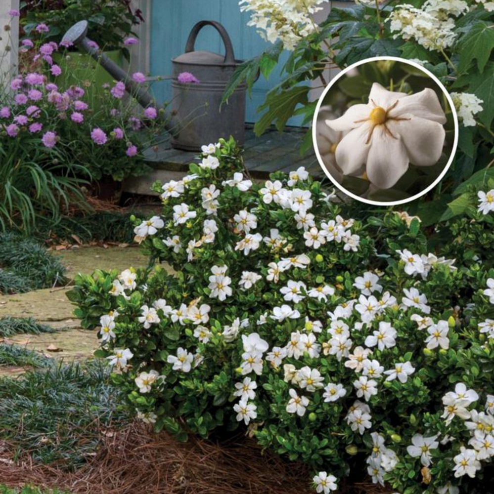 Gardenia ScentAmazing