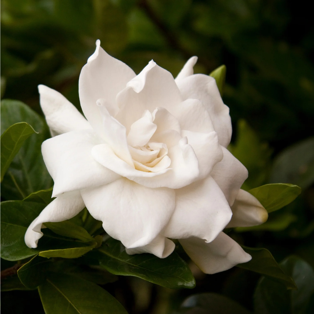 Gardenia August Beauty
