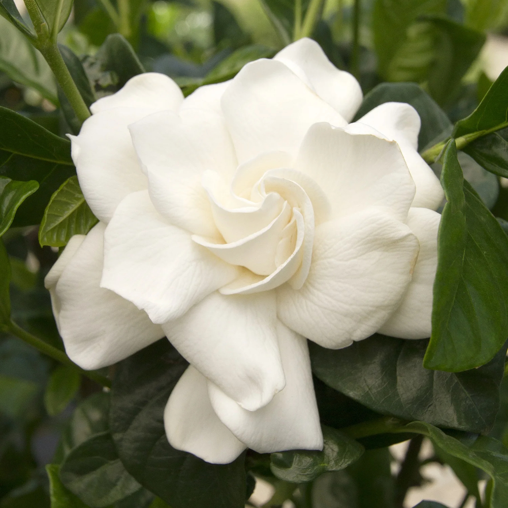 Gardenia First Love