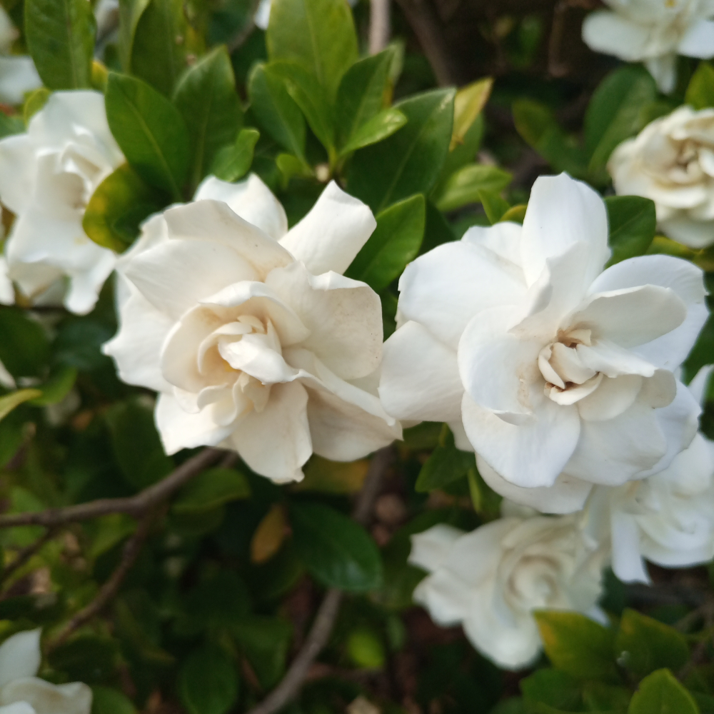 Gardenia Jubilation