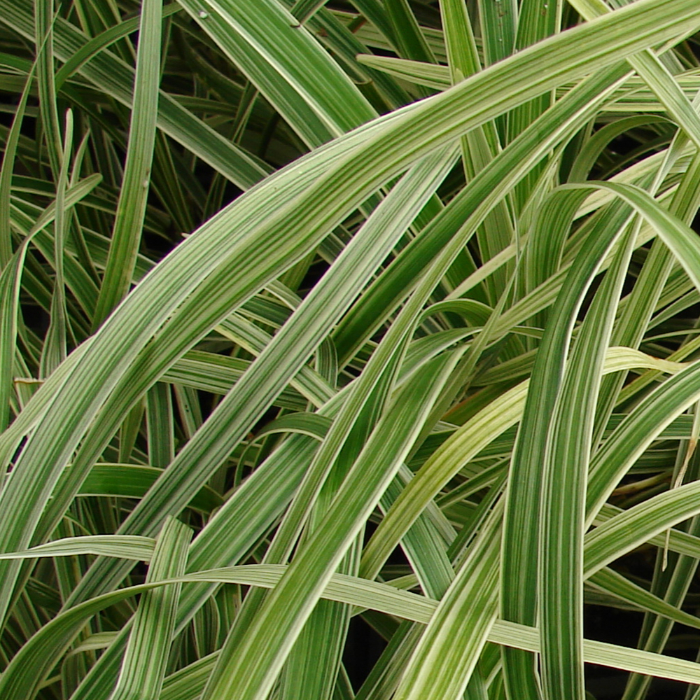 Grass Aztec