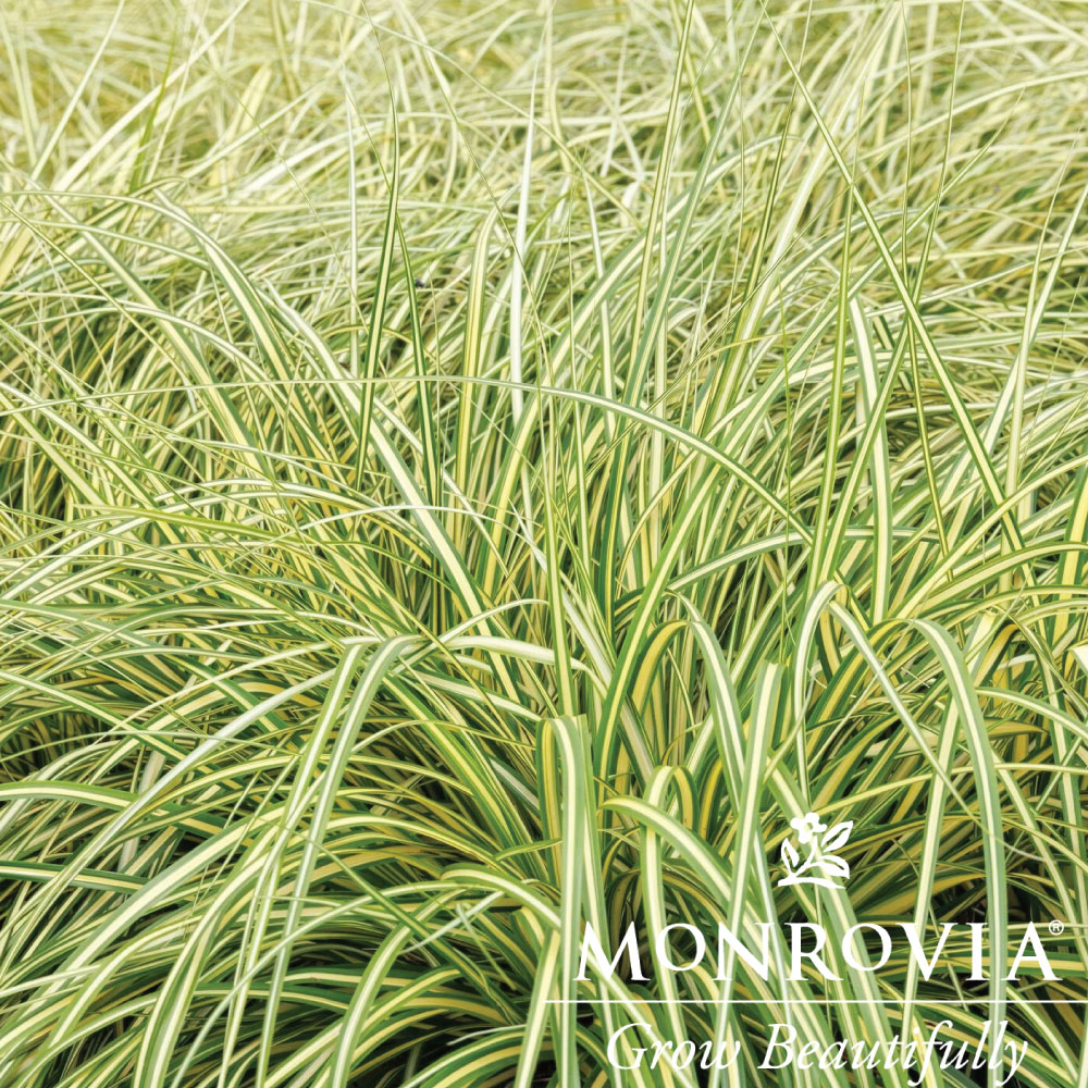 Grass Carex Evercolor
