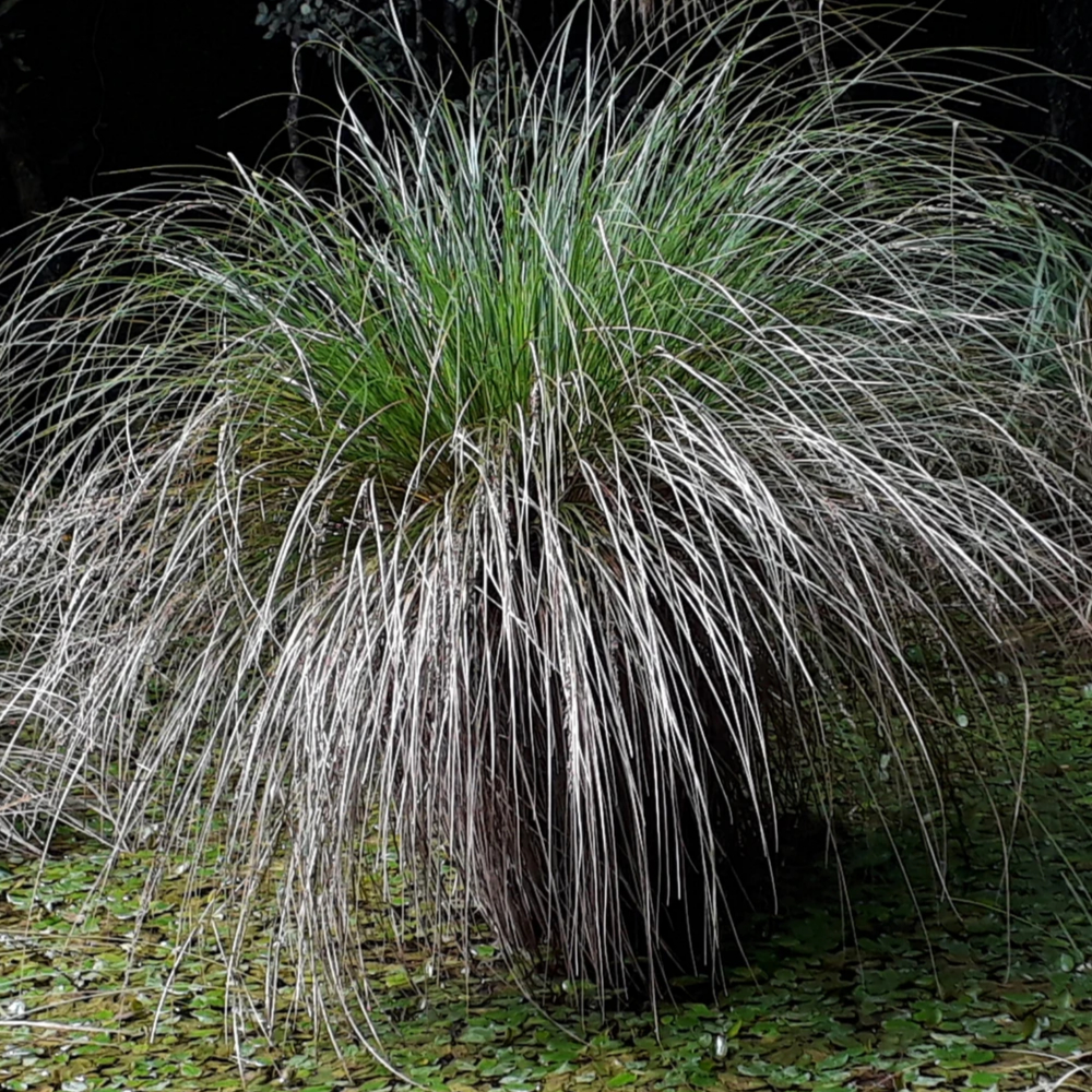 Grass Carex Everillo