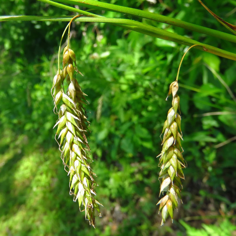 Grass Cherokee Sedge