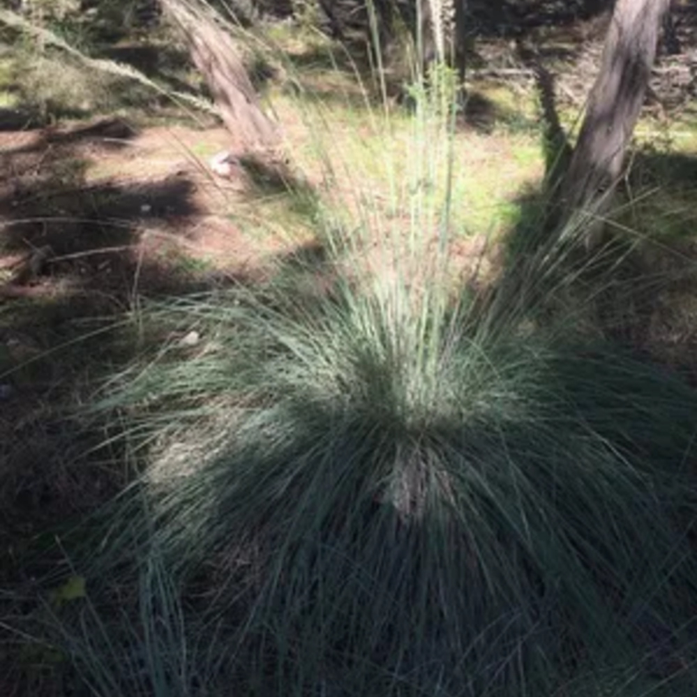 Grass Lindheimer Purple Muhly