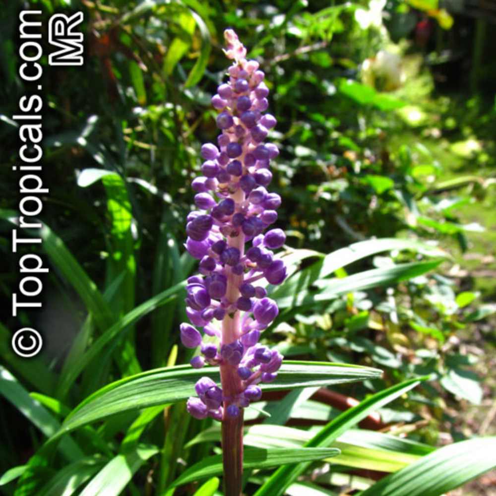 Grass Liriope Purple Explosion