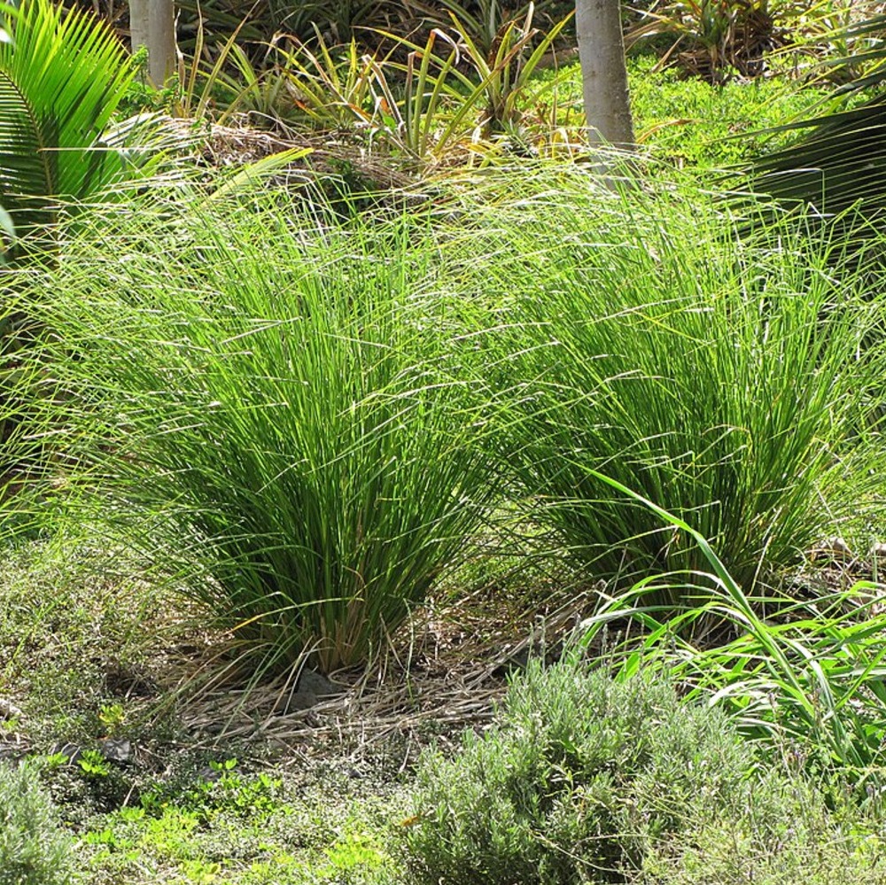 Grass Lomandra Breeze