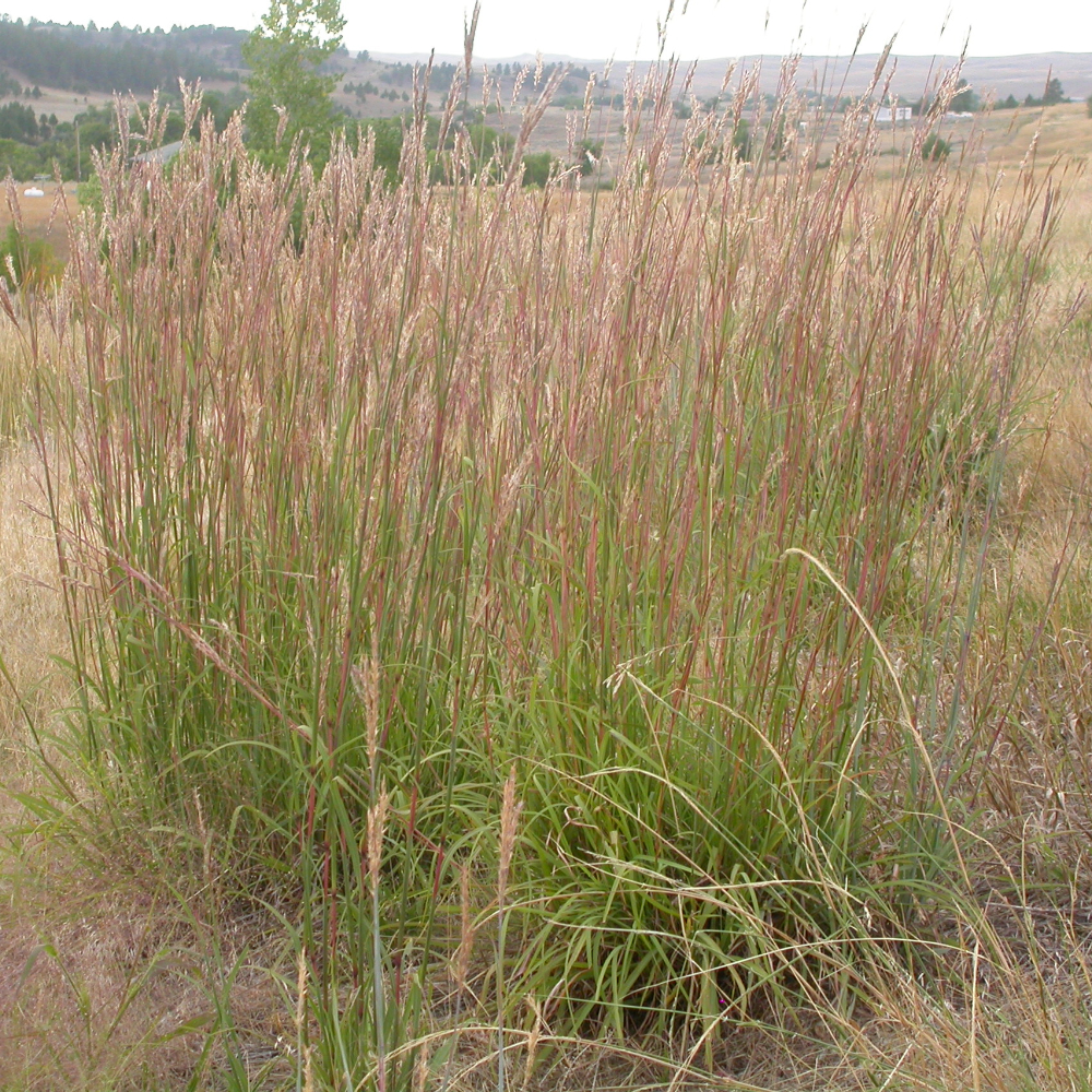 Grass Big Bluestem