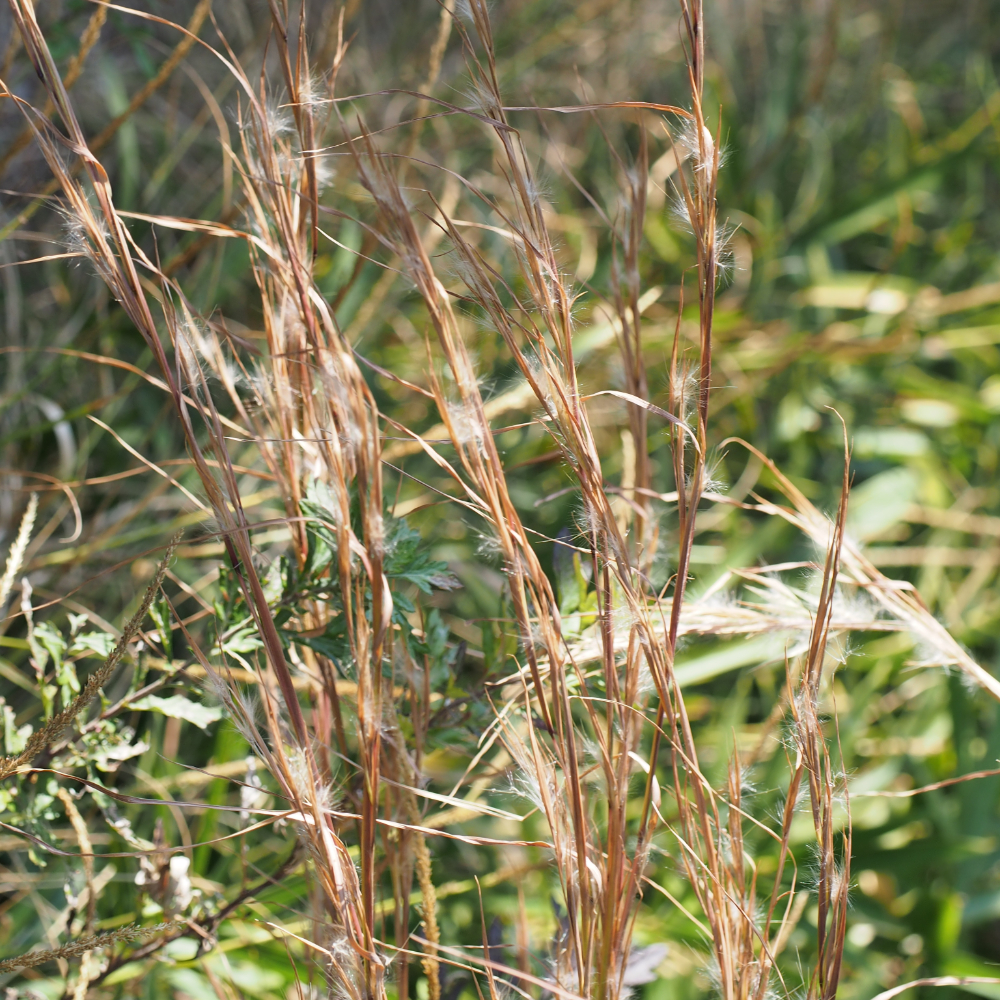 Grass Broomsedge