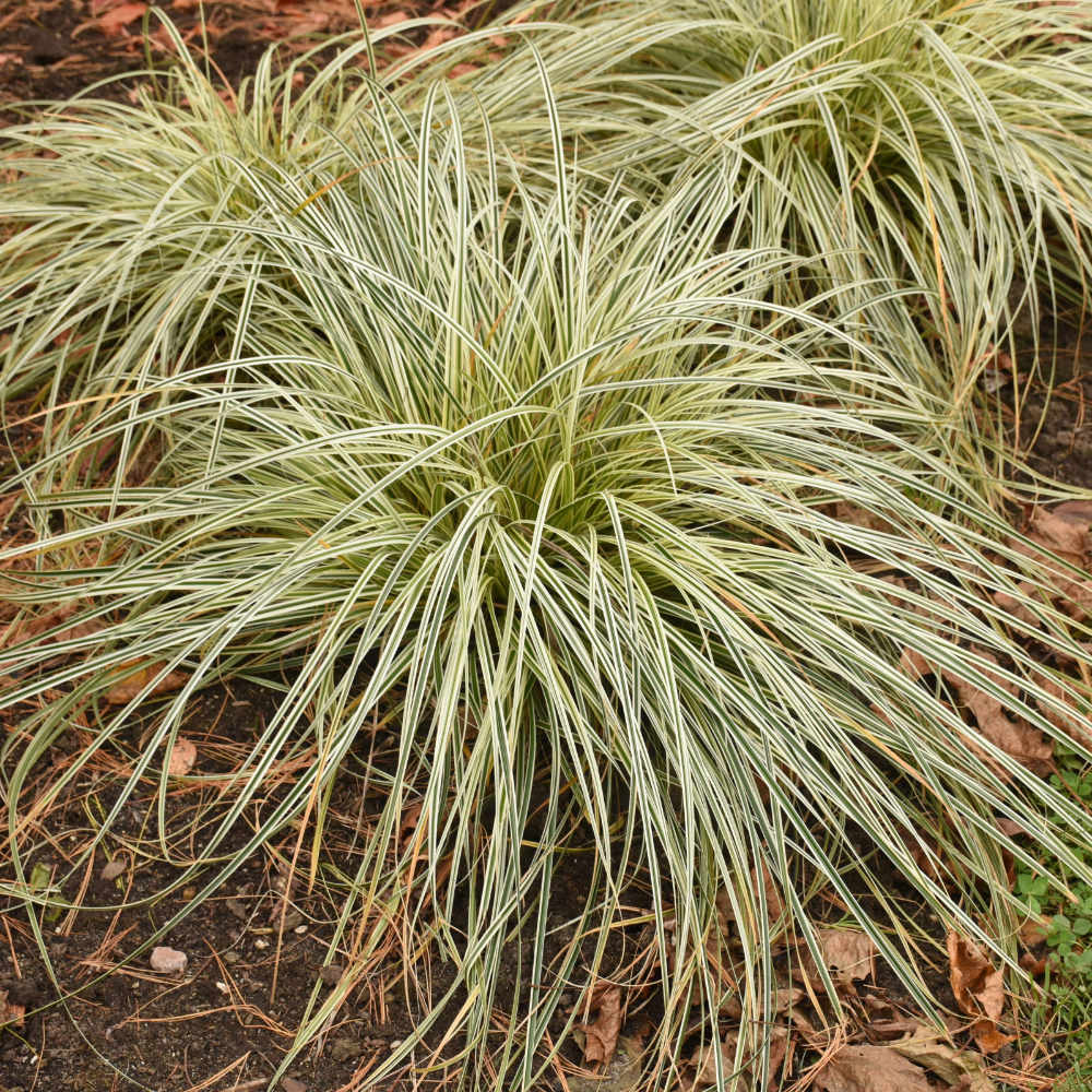 Grass Carex Feather Falls