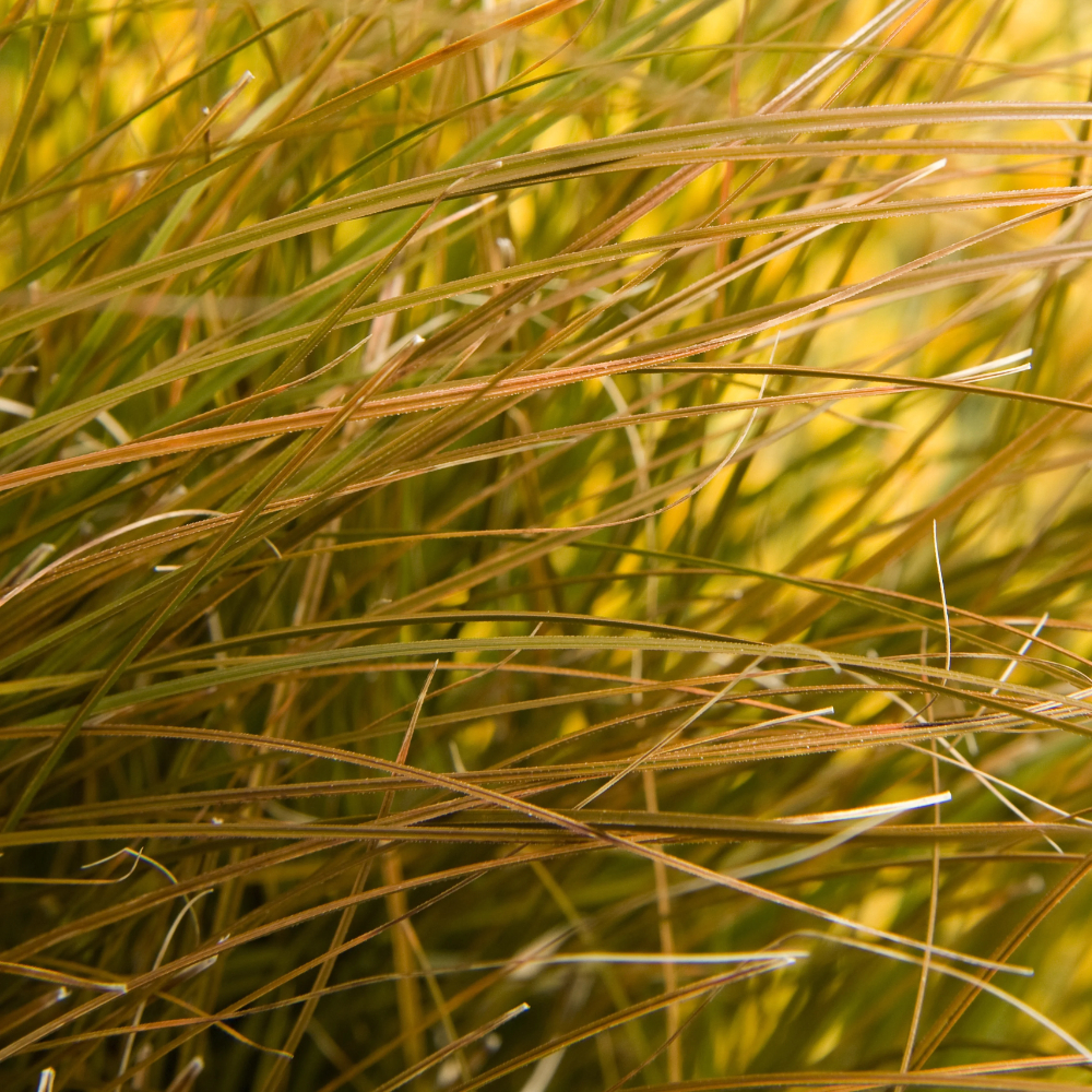Grass Carex Testacea