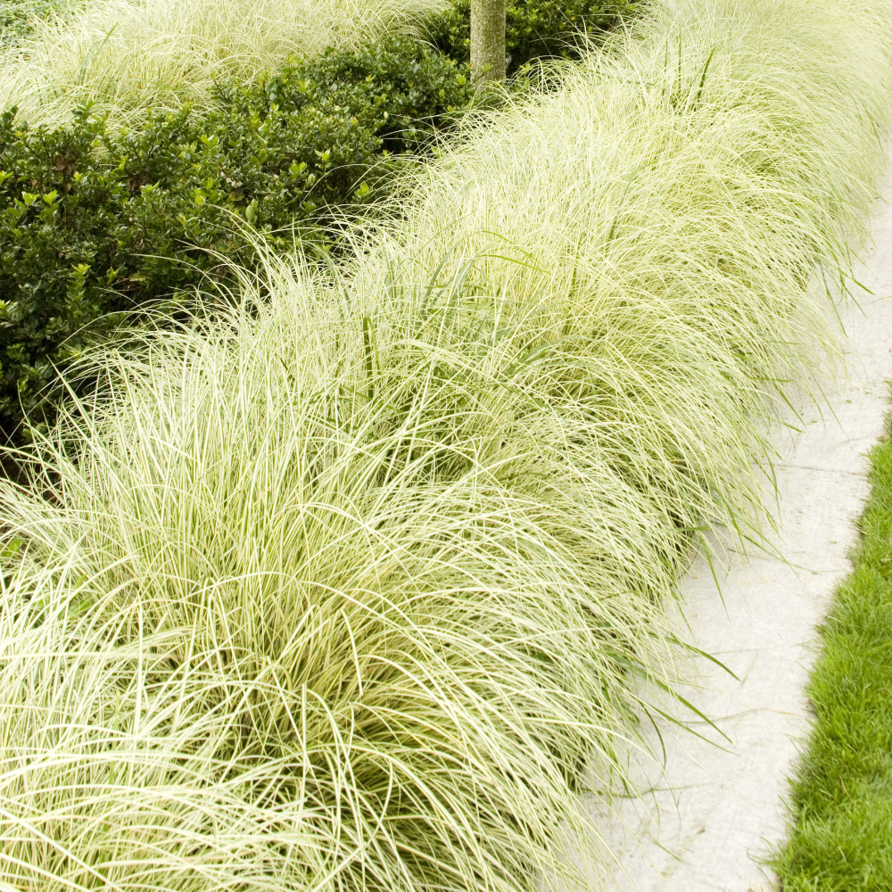 Grass Carex Variegated