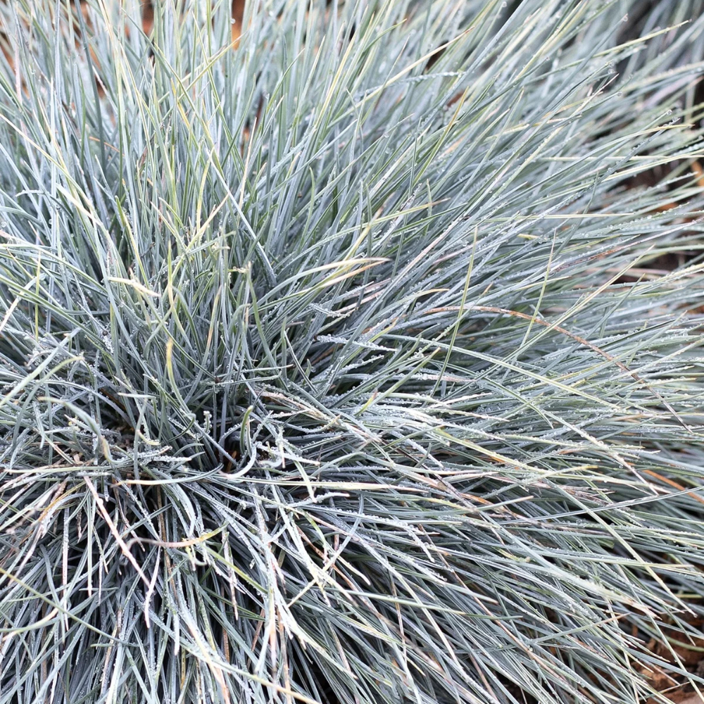Grass Elijah Blue Fescue