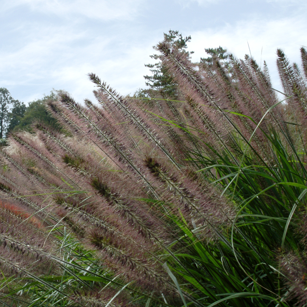 Grass Fountain Red Head