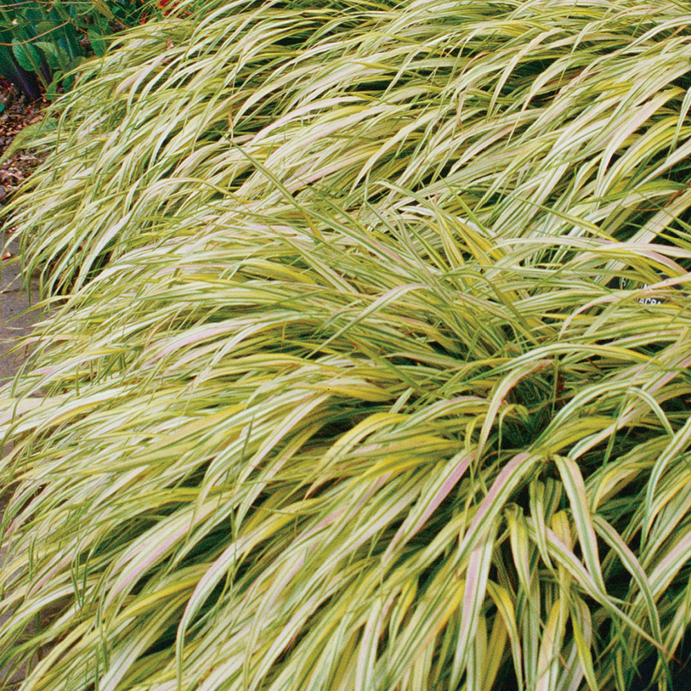 Grass Hakone Aureola