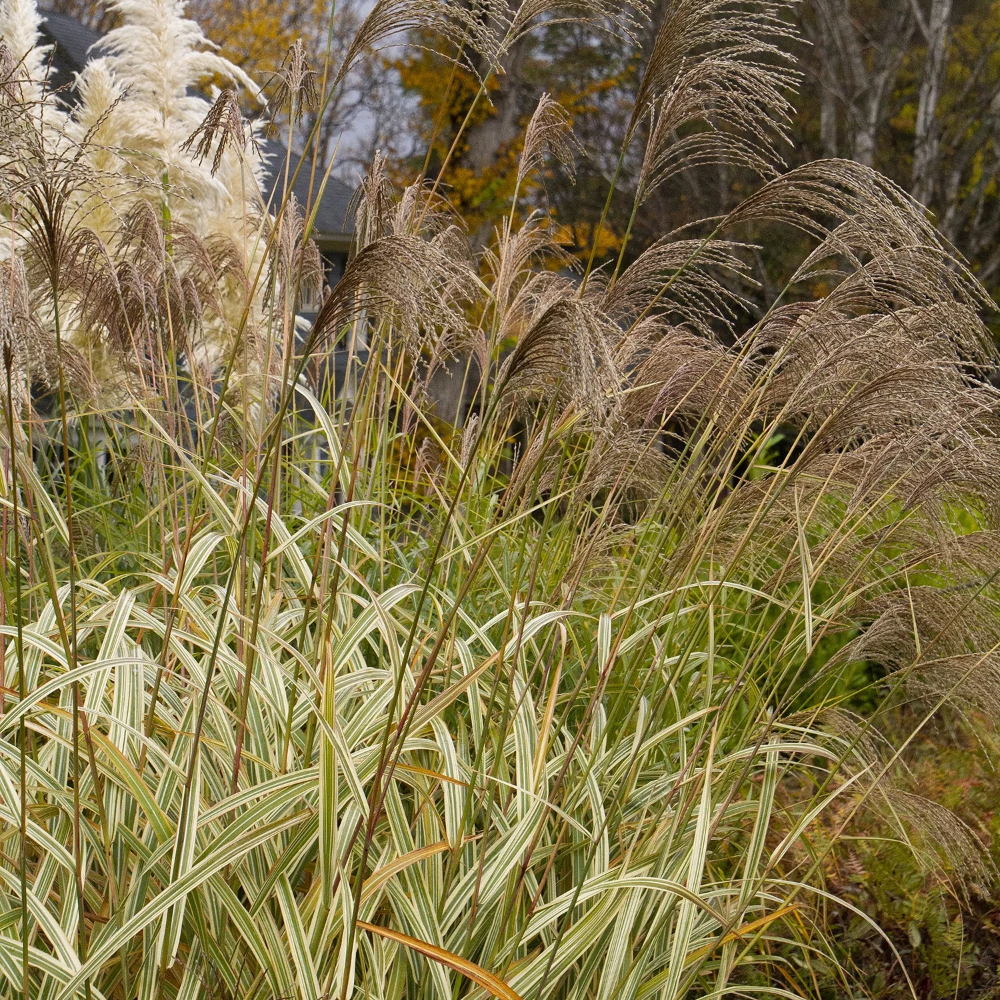 Grass Japanese Reed Variegated