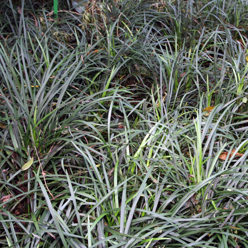 Grass Liriope Big Blue