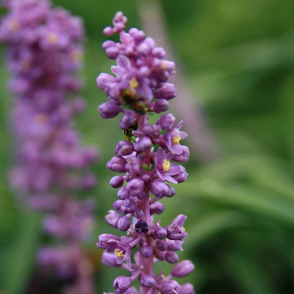 Grass Liriope Royal Purple