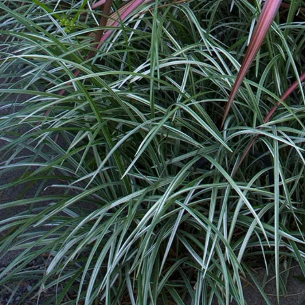 Grass Liriope Silver Dragon