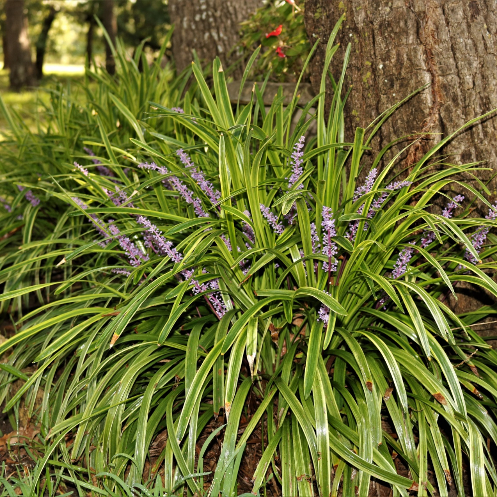 Grass Liriope Super Blue