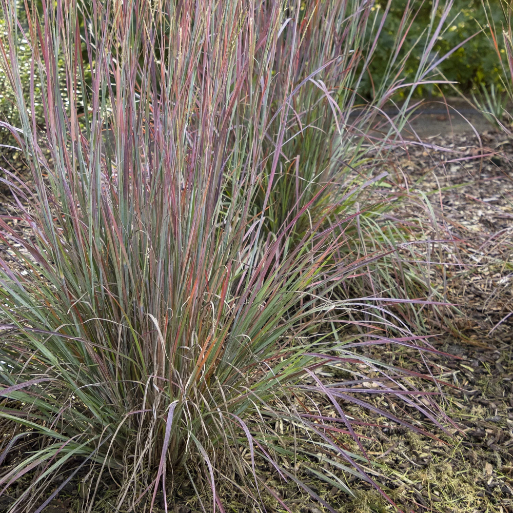 Grass Little Bluestem