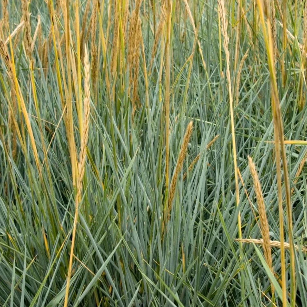 Grass Lyme Blue Dune