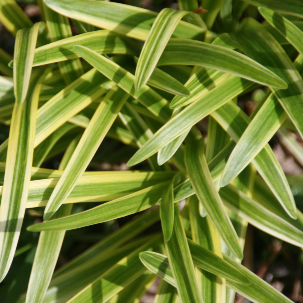 Grass Variegated Liriope