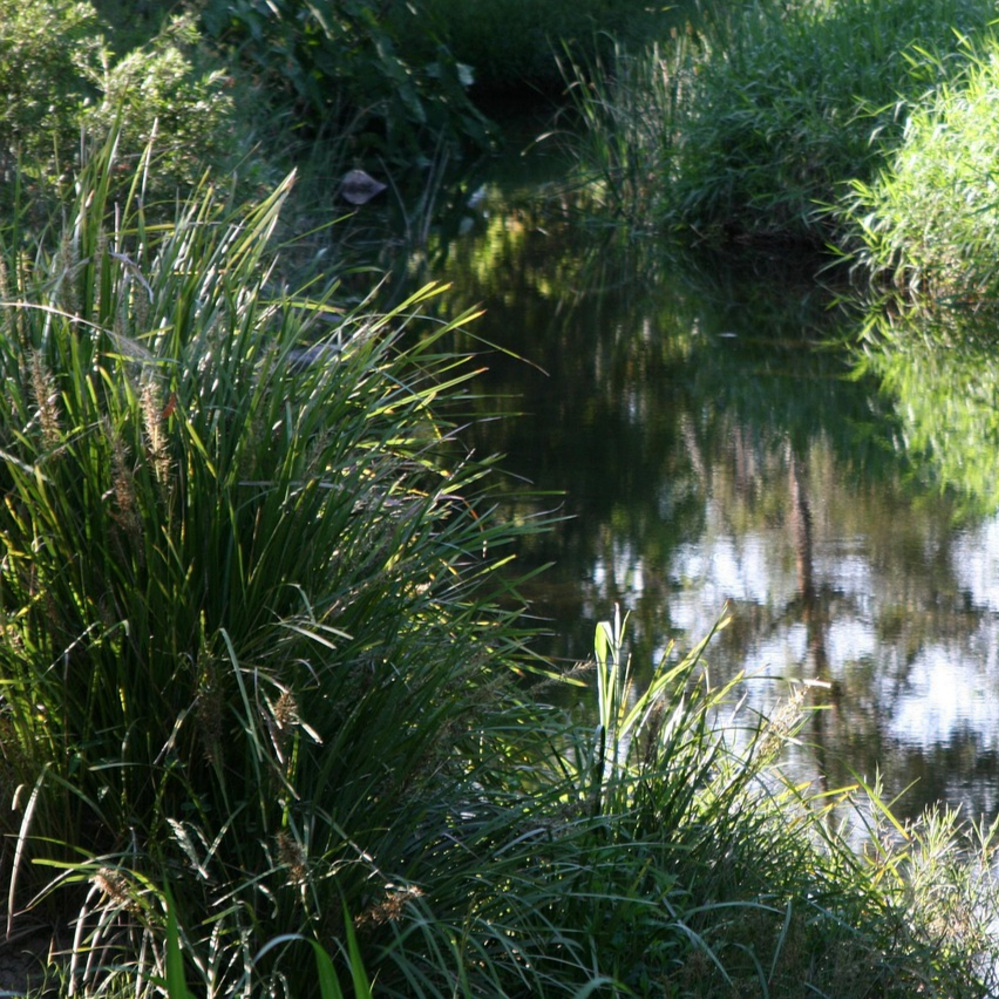 Grass Lomandra Katrinus