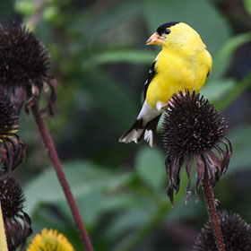 BACKYARD NATURE CENTER