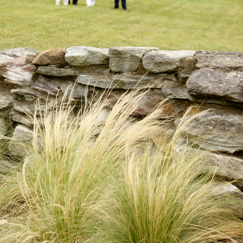Grass Mexican Feather Grass